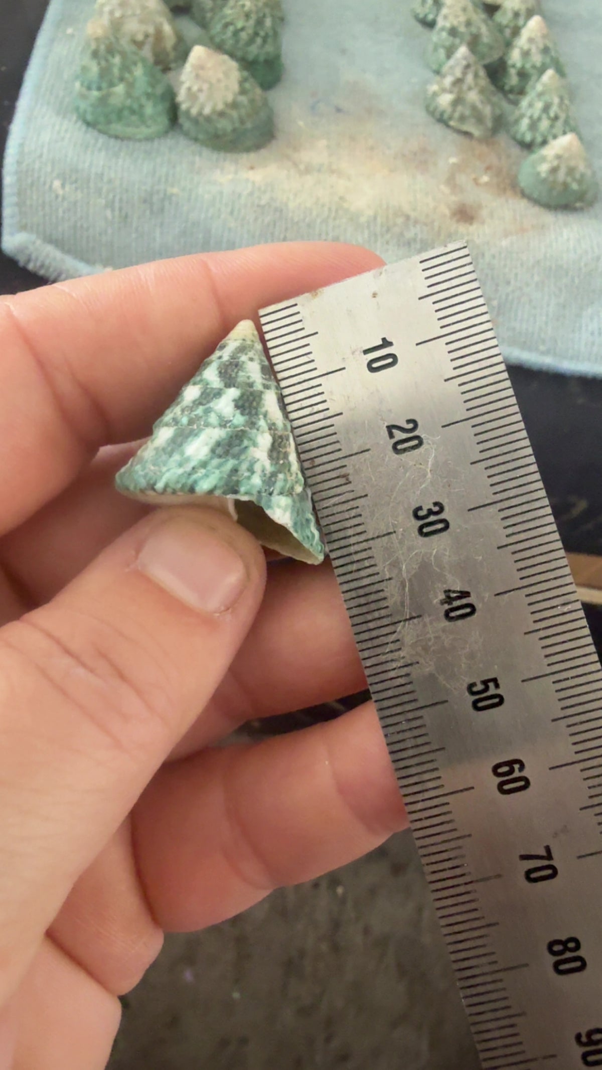 Shell - bell conch