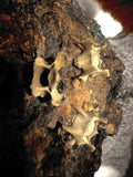Bone bead