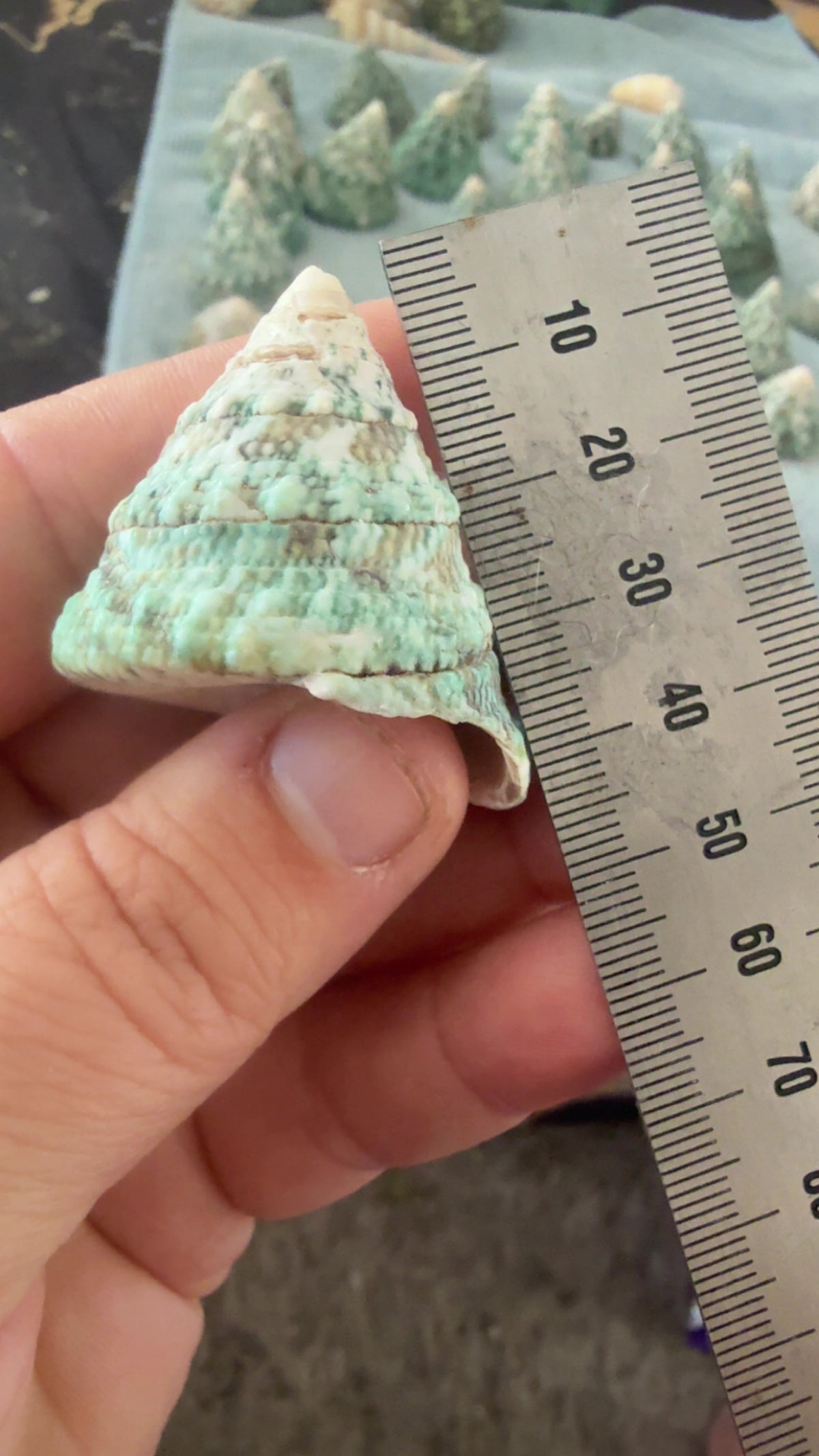 Shell - bell conch