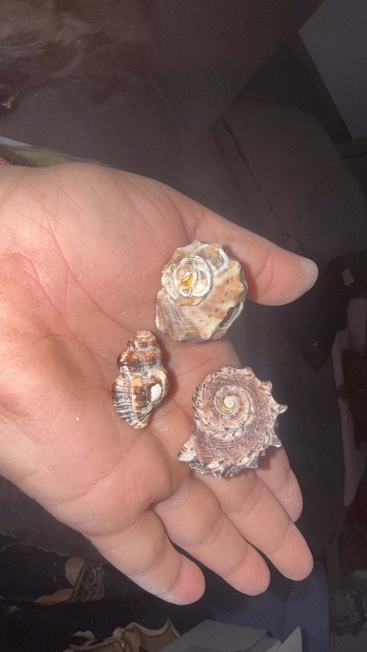 Shell- random spirals