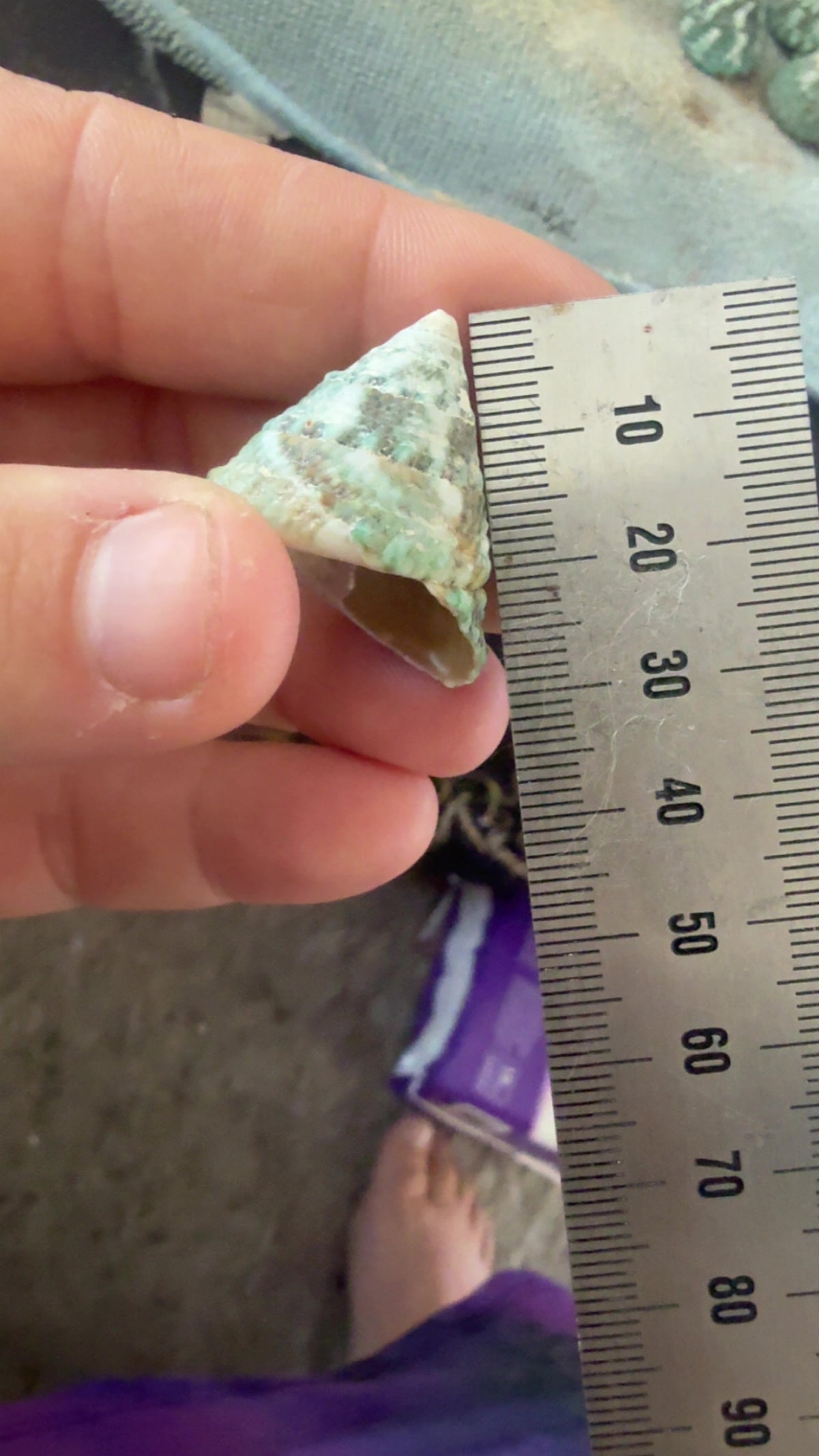 Shell - bell conch