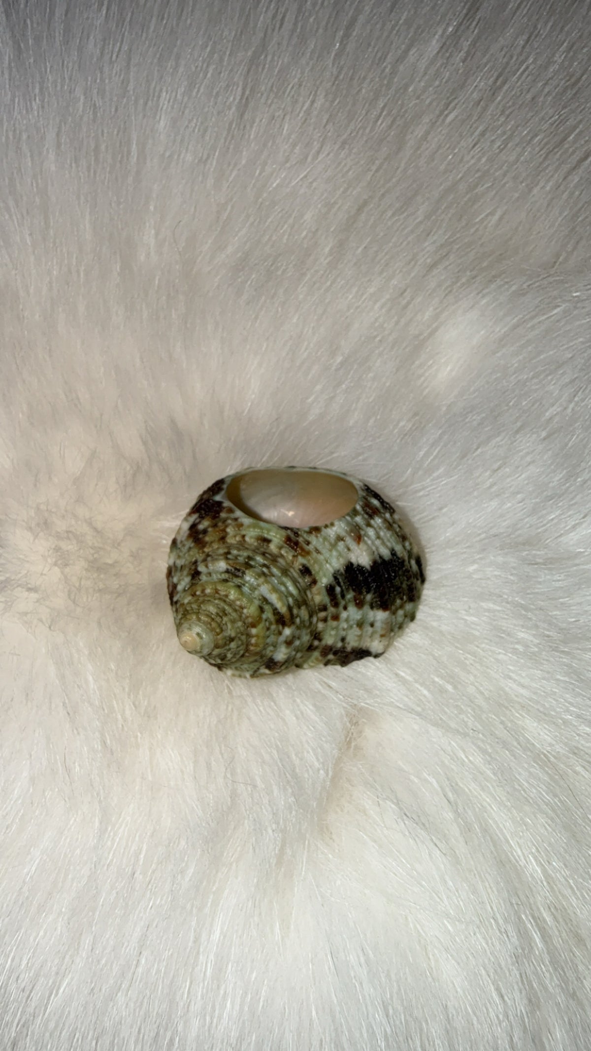Shell- turbo snail