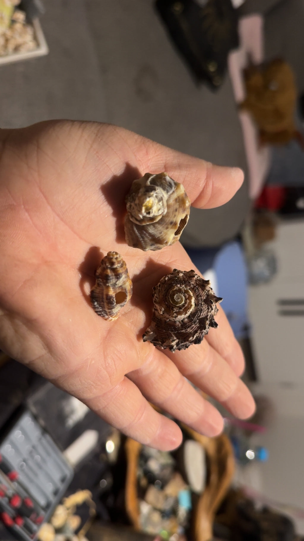 Shell- random spirals