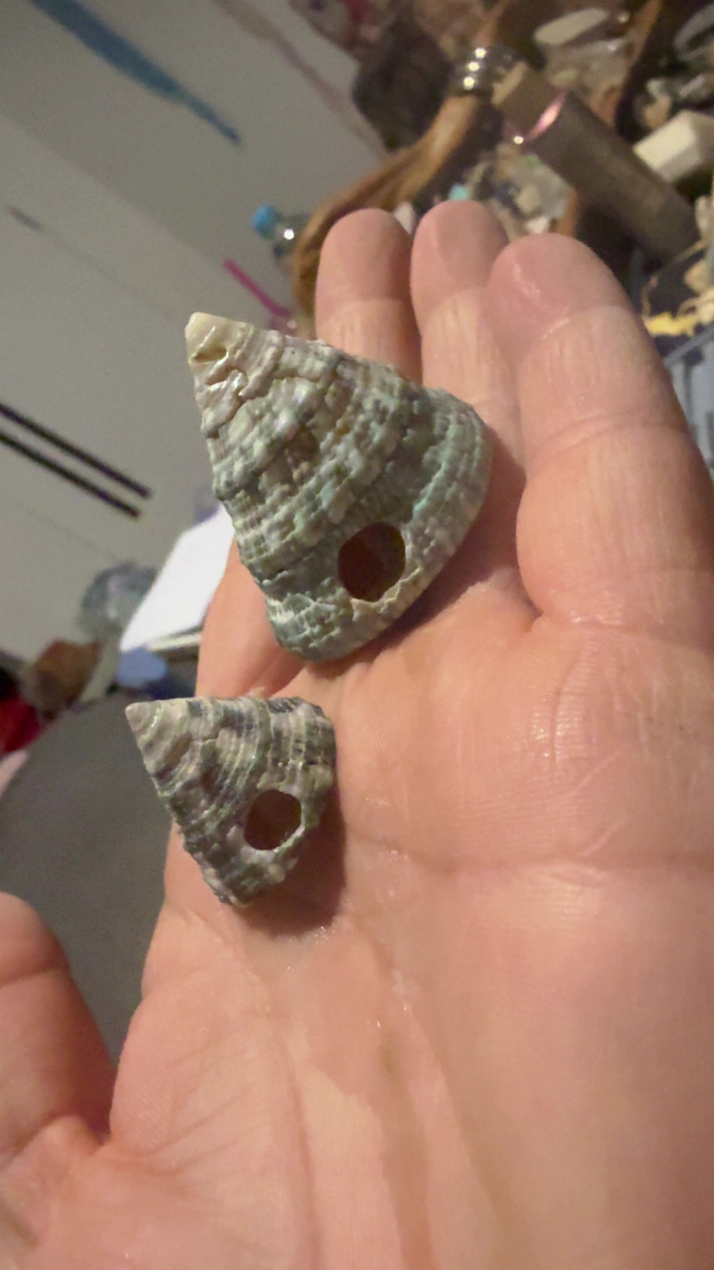 Shell - bell conch
