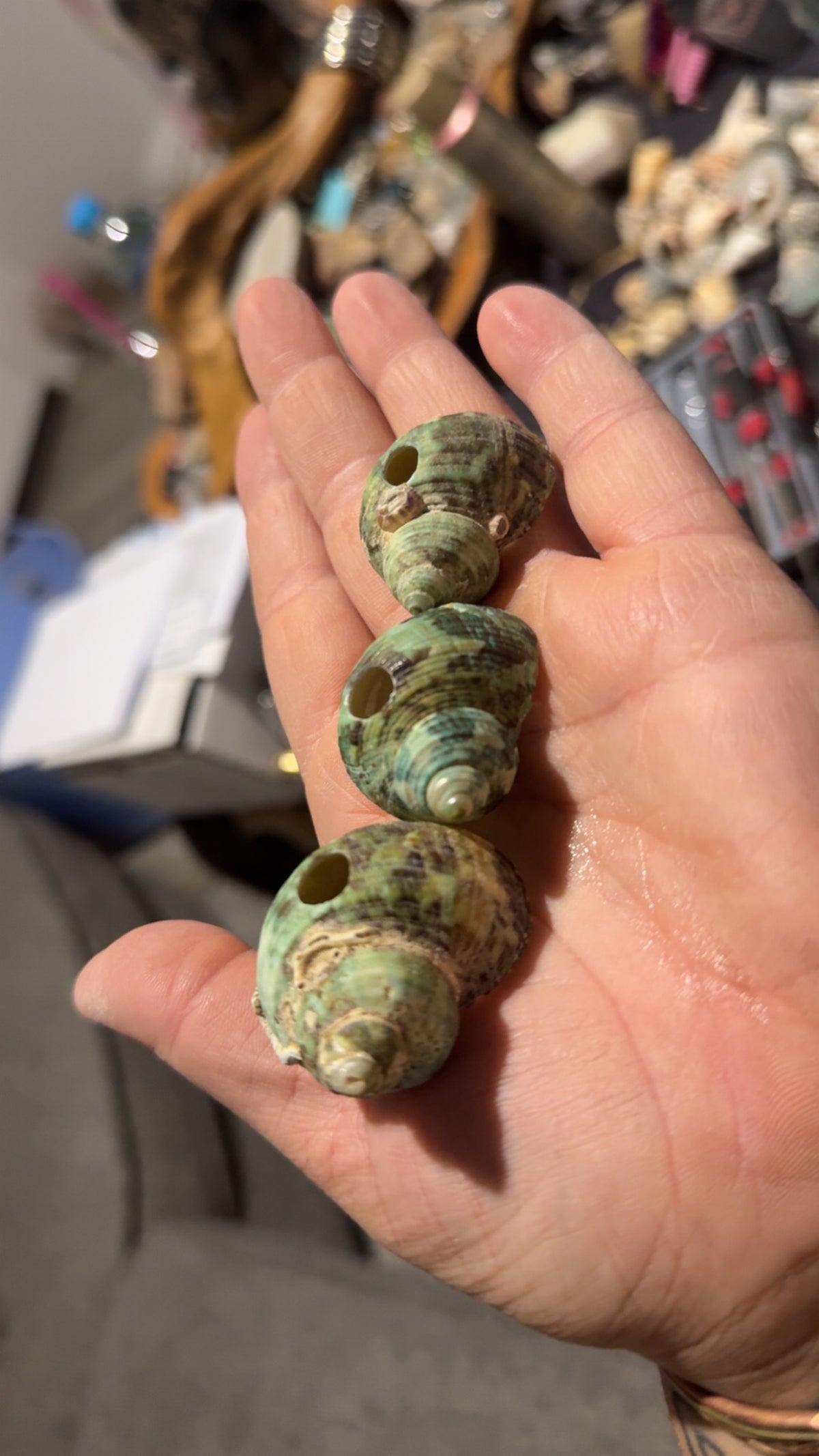 Shell turbo snail