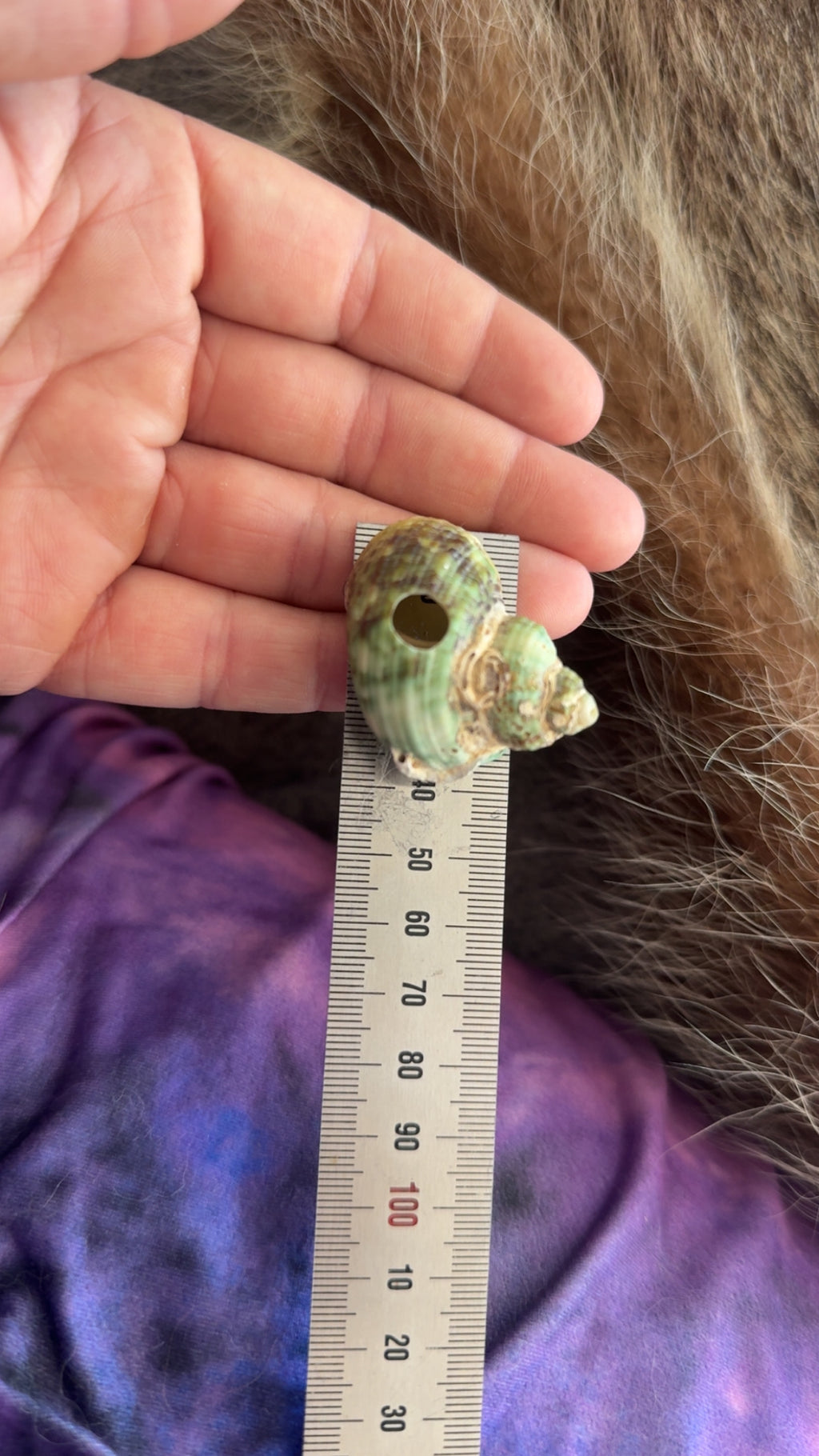 Shell turbo snail