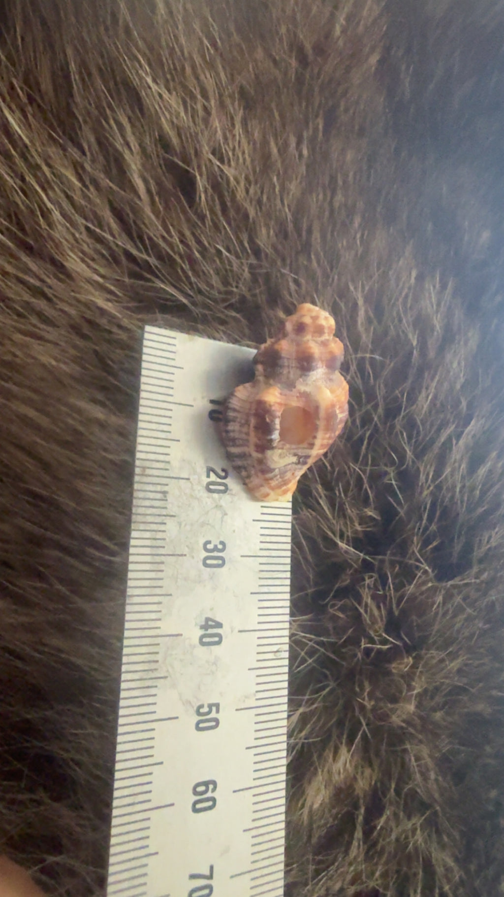 Shell- random spirals