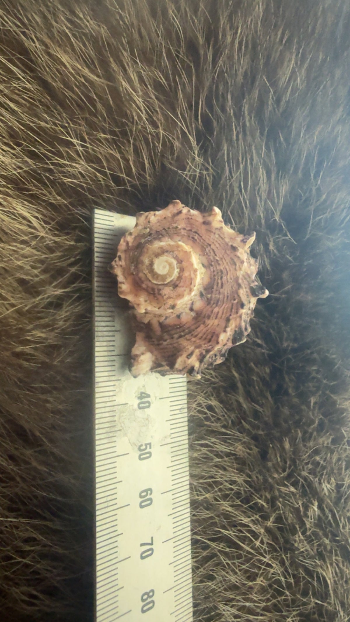 Shell- random spirals