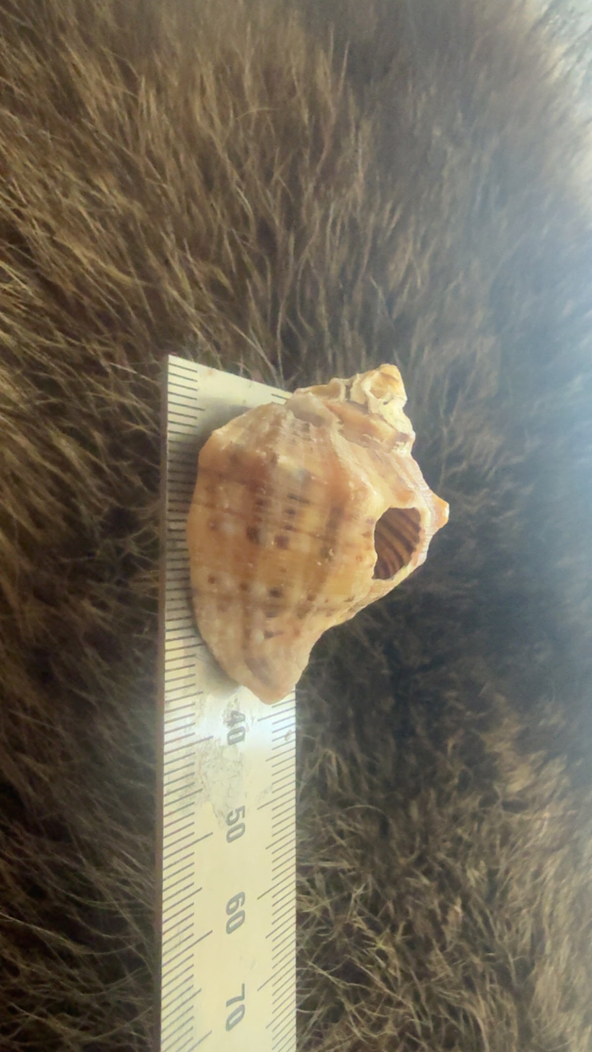 Shell- random spirals